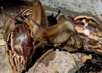 Συναγερμός με γιγάντια σαλιγκάρια στη Φλόριντα: Τρώνε μέχρι και πινακίδες και απειλούν τον άνθρωπο[video]