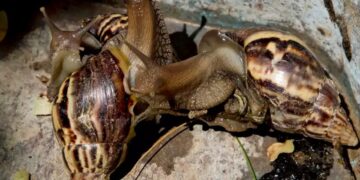 Συναγερμός με γιγάντια σαλιγκάρια στη Φλόριντα: Τρώνε μέχρι και πινακίδες και απειλούν τον άνθρωπο[video]