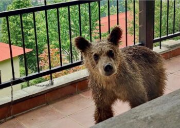 Πίνδος: Μικρό αρκουδάκι έχει κάνει «στέκι» ένα μπαλκόνι σπιτιού[Φωτογραφίες]