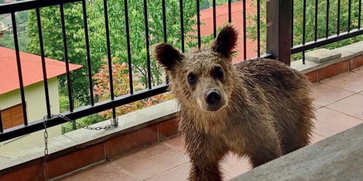 Πίνδος: Μικρό αρκουδάκι έχει κάνει «στέκι» ένα μπαλκόνι σπιτιού[Φωτογραφίες]