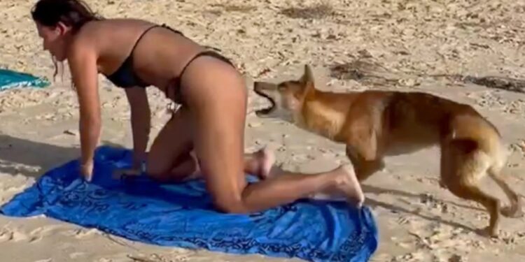 Σκύλος δαγκώνει τουρίστρια σε παραλία ενώ έκανε ηλιοθεραπεία (video)