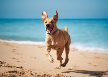 Σκύλος στη θάλασσα – Τι επιτρέπεται βάσει νόμου