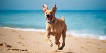 Alldaynews.gr Σκύλος στη θάλασσα – Τι επιτρέπεται βάσει νόμου