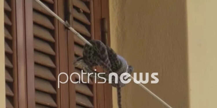 Alldaynews.gr οχιά