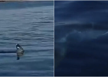 Πανικός στις Κυκλάδες: Καρχαρίας εμφανίστηκε λίγα μέτρα από την ακτή-”Υπάρχουν λευκοί καρχαρίες στο Αιγαίο”[Βίντεο Ντοκουμέντο]