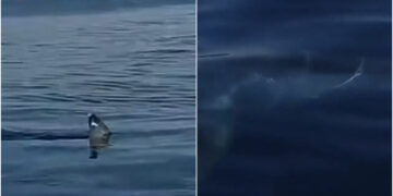 Πανικός στις Κυκλάδες: Καρχαρίας εμφανίστηκε λίγα μέτρα από την ακτή-”Υπάρχουν λευκοί καρχαρίες στο Αιγαίο”[Βίντεο Ντοκουμέντο]