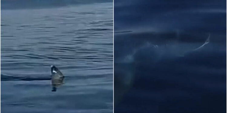Πανικός στις Κυκλάδες: Καρχαρίας εμφανίστηκε λίγα μέτρα από την ακτή-”Υπάρχουν λευκοί καρχαρίες στο Αιγαίο”[Βίντεο Ντοκουμέντο]