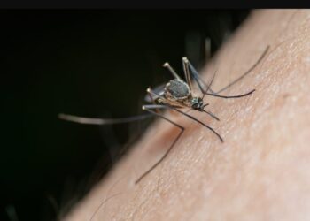 Τσιμπήματα απο κουνούπια: Τι κάνουμε για να σταματήσει αμέσως η φαγούρα