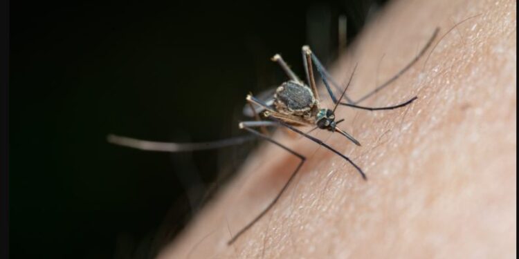 Τσιμπήματα απο κουνούπια: Τι κάνουμε για να σταματήσει αμέσως η φαγούρα