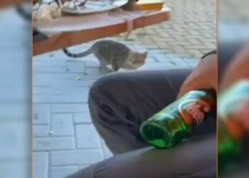 Θάσος – Νέο περιστατικό κακοποίησης ζώου: Δελεάζει γάτα με μεζέ και τη χτυπά στο κεφάλι με μπουκάλι (video)