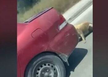 Alldaynews.gr Κτηνωδία: Έσερνε το σκύλο πίσω από το αυτοκίνητο δεμένο με σύρμα – Τον σταμάτησε οδηγός (video)