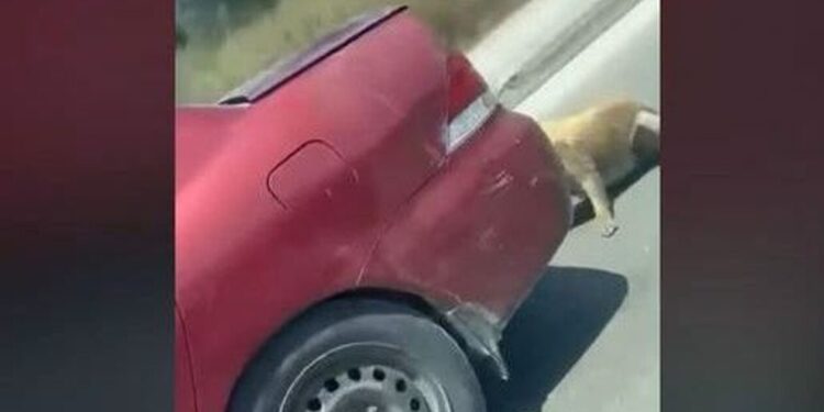 Alldaynews.gr Κτηνωδία: Έσερνε το σκύλο πίσω από το αυτοκίνητο δεμένο με σύρμα – Τον σταμάτησε οδηγός (video)