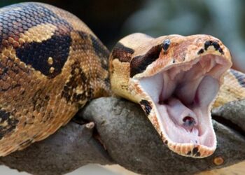 Έπαθαν Σοκ οι περαστικοί-Ξαφνικά είδαν έναν Τεράστιο Βόα μπροστά τους[Φωτογραφίες]