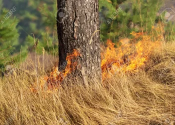 Καύσωνας: Ανησυχία από το «hot, dry, windy» – Η απειλή από τις πυρομετεωρολογικές συνθήκες