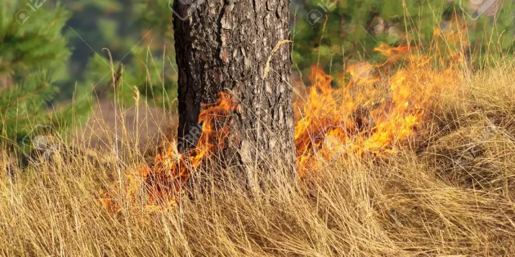 Καύσωνας: Ανησυχία από το «hot, dry, windy» – Η απειλή από τις πυρομετεωρολογικές συνθήκες