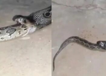 Σπάνιο βίντεο δείχνει την στιγμή που κόμπρα καταπίνει με μια χαψιά ένα πύθωνα επτά μέτρων (video)