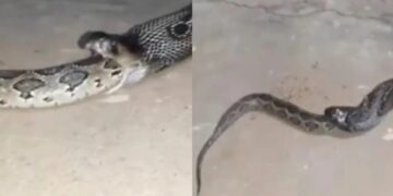Alldaynews.gr Σπάνιο βίντεο δείχνει την στιγμή που κόμπρα καταπίνει με μια χαψιά ένα πύθωνα επτά μέτρων (video)