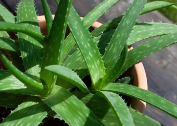 Νέα βόμβα από τον ΠΟΥ: Στη λίστα με τις πιθανώς καρκινογόνες ουσίες και η Αλόη Βέρα