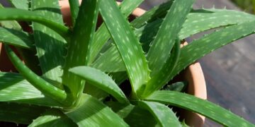 Alldaynews.gr Νέα βόμβα από τον ΠΟΥ: Στη λίστα με τις πιθανώς καρκινογόνες ουσίες και η Αλόη Βέρα