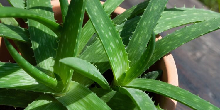 Alldaynews.gr Νέα βόμβα από τον ΠΟΥ: Στη λίστα με τις πιθανώς καρκινογόνες ουσίες και η Αλόη Βέρα