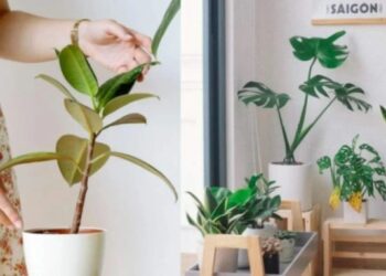 Το γνωστό φυτό που φέρνει τσακωμούς και αρνητική ενέργεια-Αν το έχετε στο σπίτι πετάξτε το αμέσως