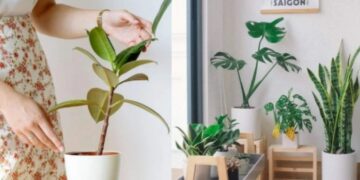 Alldaynews.gr Το γνωστό φυτό που φέρνει τσακωμούς και αρνητική ενέργεια-Αν το έχετε στο σπίτι πετάξτε το αμέσως