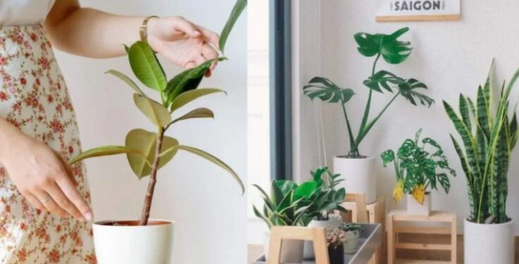 Alldaynews.gr Το γνωστό φυτό που φέρνει τσακωμούς και αρνητική ενέργεια-Αν το έχετε στο σπίτι πετάξτε το αμέσως