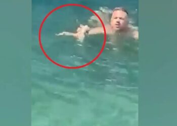 Σαλαμίνα: Μέλος πληρώματος ferry boat βούτηξε για να σώσει γατάκι που πνιγόταν