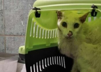 Τραγικό Συμβάν στο Βόλο: Πέθανε ζευγάρι και η γατούλα τους ήταν δίπλα στα άψυχα σώματά τους[Φωτογραφία]