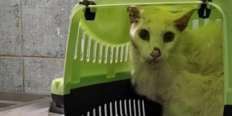 Τραγικό Συμβάν στο Βόλο: Πέθανε ζευγάρι και η γατούλα τους ήταν δίπλα στα άψυχα σώματά τους[Φωτογραφία]