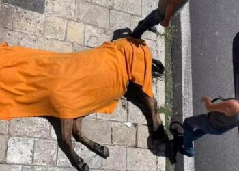 Κέρκυρα: Τι έδειξε η νεκροψία για το θάνατο του αλόγου