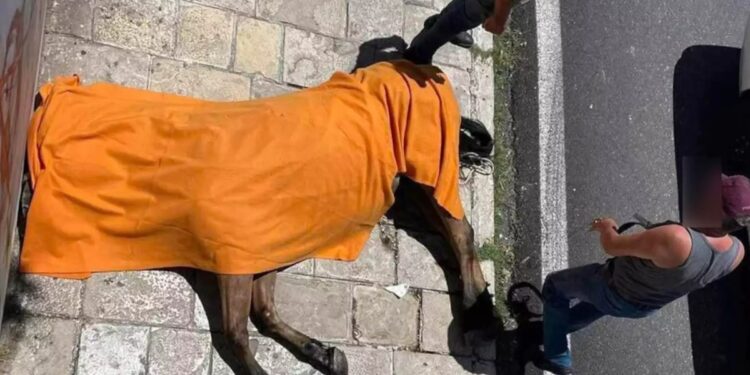 Alldaynews.gr Κέρκυρα: Τι έδειξε η νεκροψία για το θάνατο του αλόγου