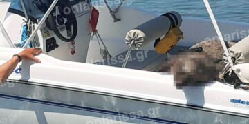 Πήγαν για ψάρεμα και αντί για ψάρια έπιασαν… Αγριογούρουνο![Φωτογραφία]