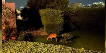 Alldaynews.gr SOS για τα ελάφια στη Ρόδο – Βγήκαν στις αυλές σπιτιών και ψάχνουν για φαγητό