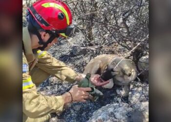 Δερβενοχώρια: Σκυλάκια πίνουν νερό από τα χέρια πυροσβέστη στα καμένα – Δείτε το συγκινητικό βίντεο