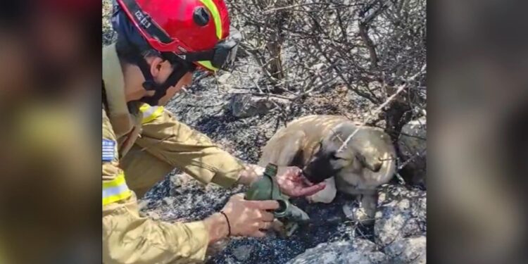 Alldaynews.gr Δερβενοχώρια: Σκυλάκια πίνουν νερό από τα χέρια πυροσβέστη στα καμένα – Δείτε το συγκινητικό βίντεο