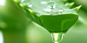 Alldaynews.gr Αλόη βέρα και ασπαρτάμη στη λίστα του ΠΟΥ με τις πιθανώς καρκινογόνες ουσίες