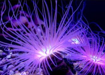 Θέλει Μeγάλη Προσοχή! Ναρκώνει το θύμα της και….Στο Νοσοκομείο 9χρονος μετά απο τσίμπημα Θαλάσσιας ανεμώνης