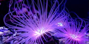 Alldaynews.gr Θέλει Μeγάλη Προσοχή! Ναρκώνει το θύμα της και….Στο Νοσοκομείο 9χρονος μετά απο τσίμπημα Θαλάσσιας ανεμώνης