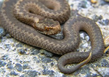 Τραγικές στιγμές για 37χρονο-Πάλευε με φίδι και τον δάγκωσε