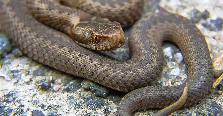 Alldaynews.gr Τραγικές στιγμές για 37χρονο-Πάλευε με φίδι και τον δάγκωσε