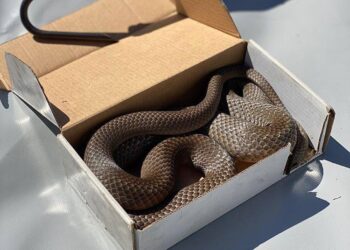 Η πρώην σύζυγος, μου έστειλε οχιά με κούριερ για την επέτειό μας