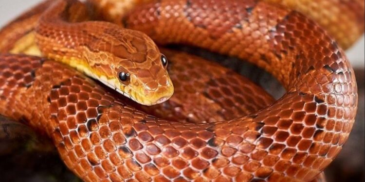 Alldaynews.gr φίδι