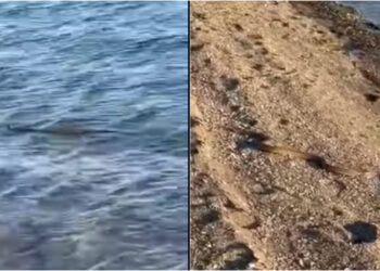 Χαμός με τα Φίδιa φέτος! Κολυμπούσε στη θάλασσα, δίπλα σε Αντιδήμαρχο και μετά βγήκε στην παραλία[video]