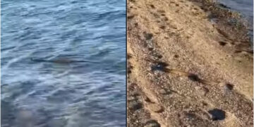 Χαμός με τα Φίδιa φέτος! Κολυμπούσε στη θάλασσα, δίπλα σε Αντιδήμαρχο και μετά βγήκε στην παραλία[video]