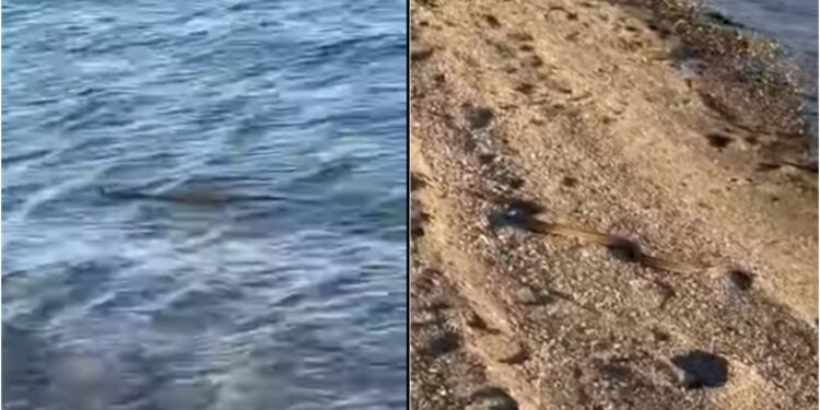 Χαμός με τα Φίδιa φέτος! Κολυμπούσε στη θάλασσα, δίπλα σε Αντιδήμαρχο και μετά βγήκε στην παραλία[video]