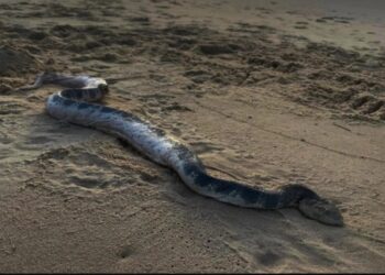 Τεράστιο δηλητηριώδες φίδι «σκόρπισε» τον τρόμο σε παραλία[Φωτογραφία]