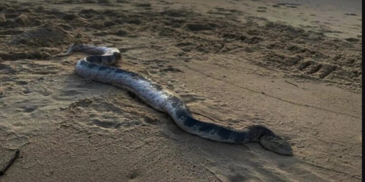 Τεράστιο δηλητηριώδες φίδι «σκόρπισε» τον τρόμο σε παραλία[Φωτογραφία]