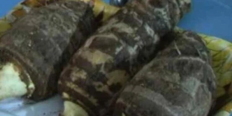 Alldaynews.gr Τo μυστικό της μακροζωίας των Ικαριωτών: Η υπερτροφή που θεωρείται…μαγικός ζωμός