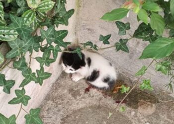 Απίστευτη κτηνωδία: Ιδιοκτήτης μεζεδοπωλείου κλωτσάει με βία πεινασμένο γατάκι μπροστά στους πελάτες – Σοκαριστικό βίντεο